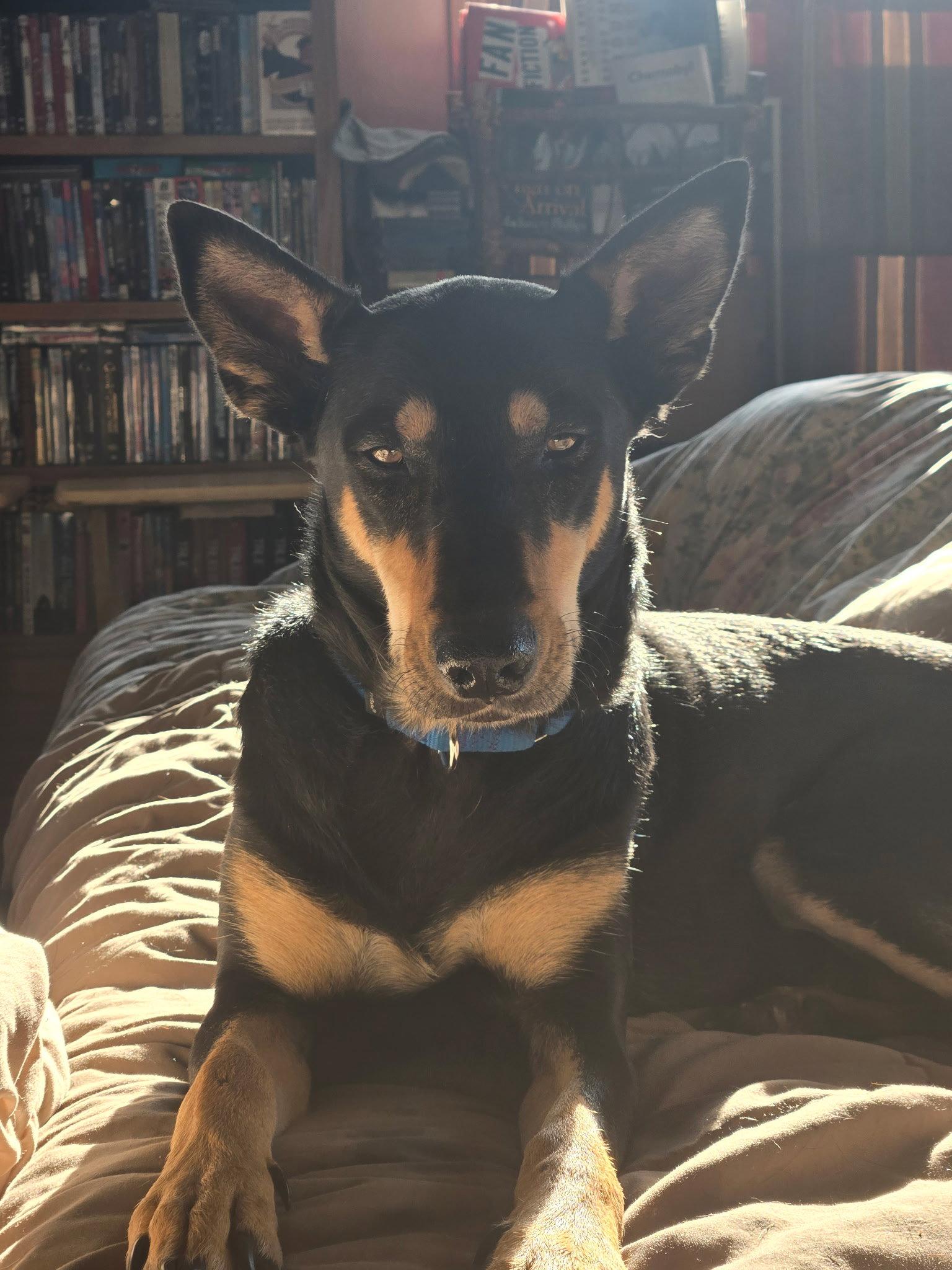 Enlarge Mimi, a Adoptable Doberman Pinscher in Minneapolis, MN image 3/3