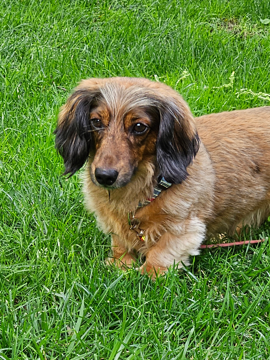 Joey, Adopted, Adult Male Miniature Dachshund.
