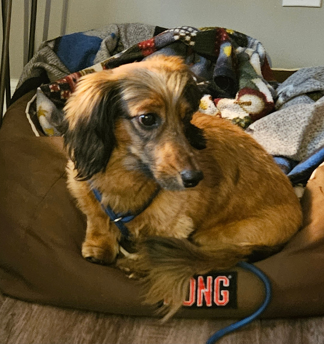 Enlarge Joey, a Adopted Miniature Dachshund in Utterson, ON image 2/4