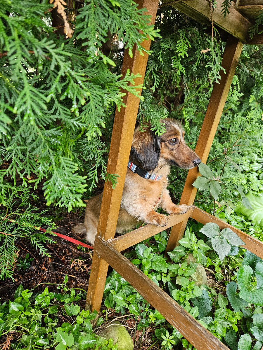 Enlarge Joey, a Adopted Miniature Dachshund in Utterson, ON image 3/4