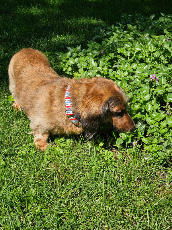 Enlarge Joey, a Adopted Miniature Dachshund in Utterson, ON image 4/4