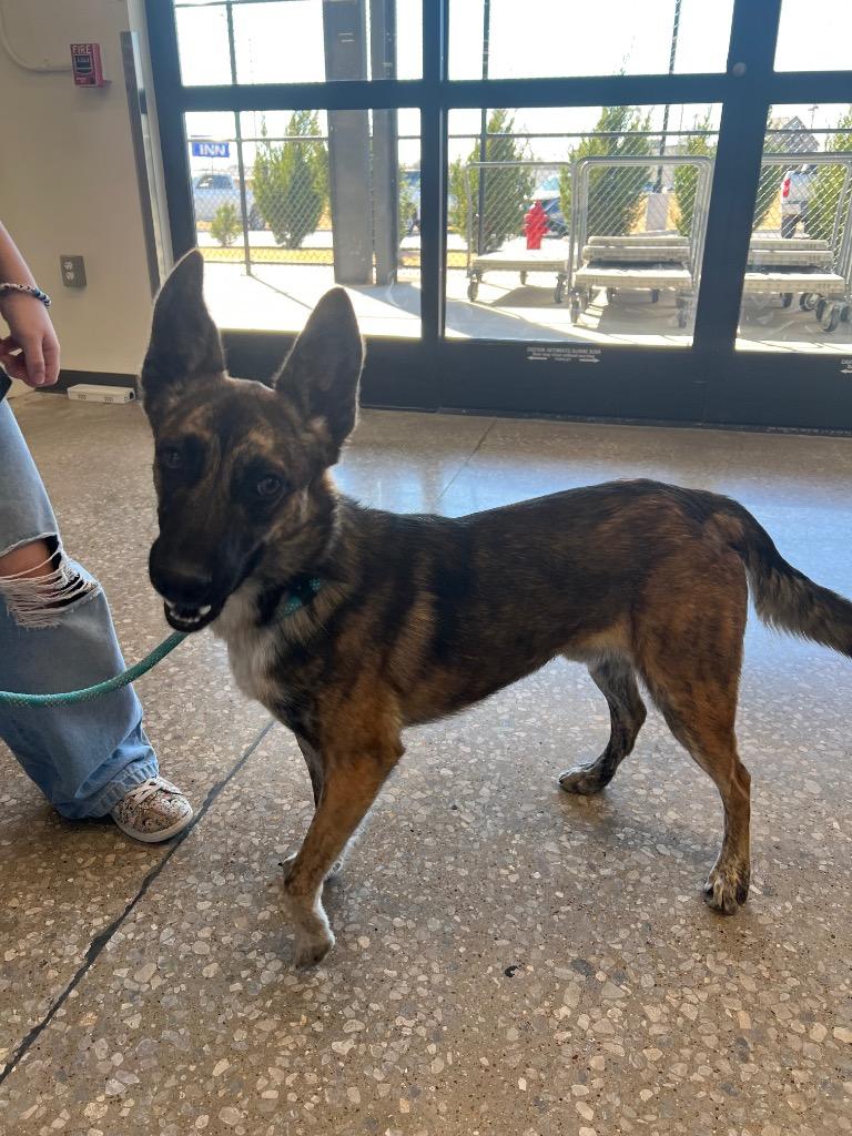 Enlarge Wu Tang, a Adoptable Dutch Shepherd in Brownwood, TX image 2/2