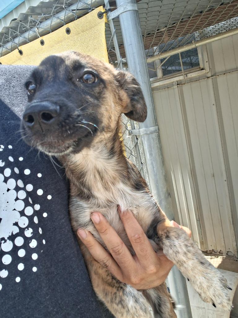Wu Tang, Adoptable, Young Male Labrador Retriever & Cattle Dog.