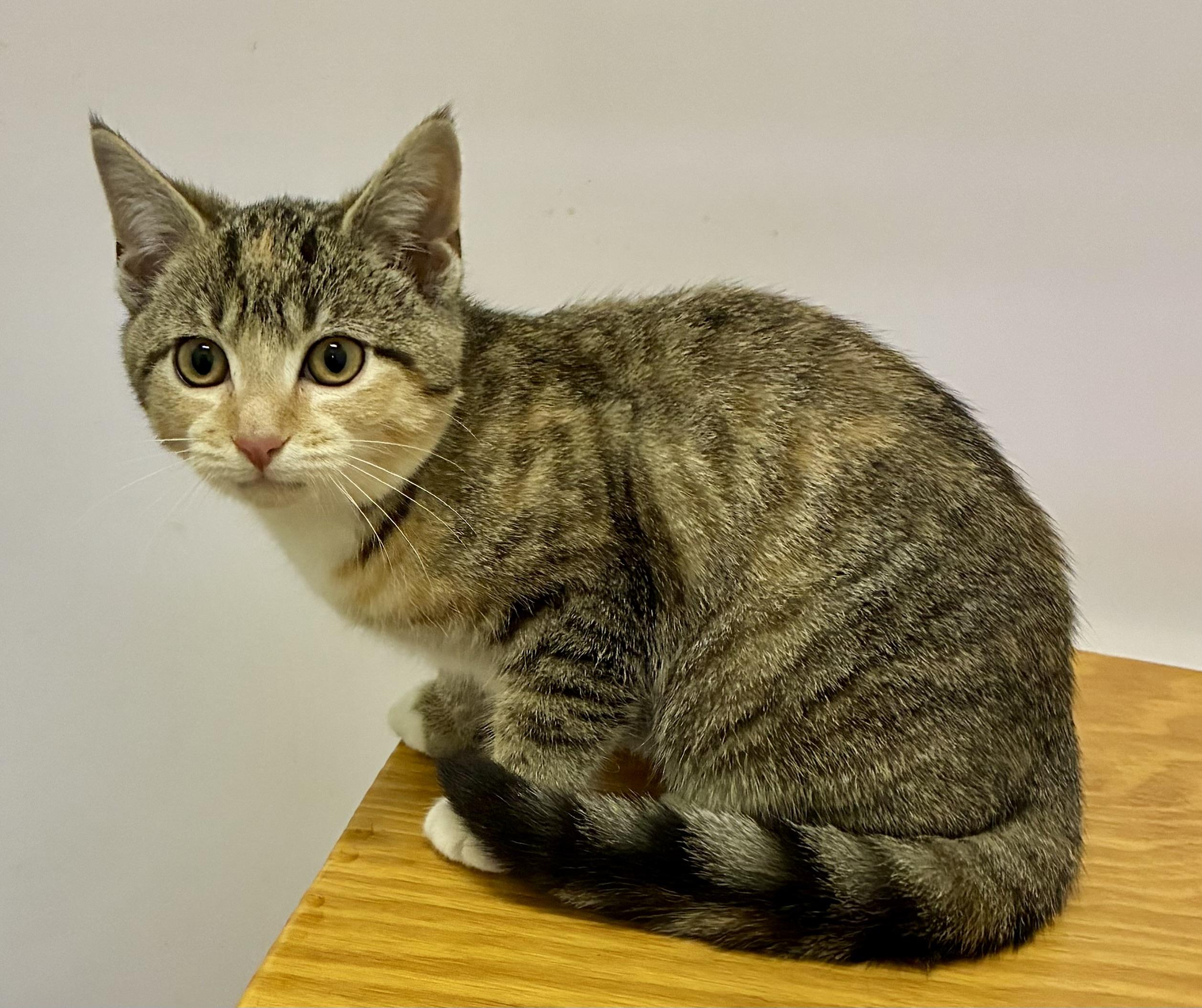GINGERBREAD, adopted, Kitten Female Domestic Short Hair.
