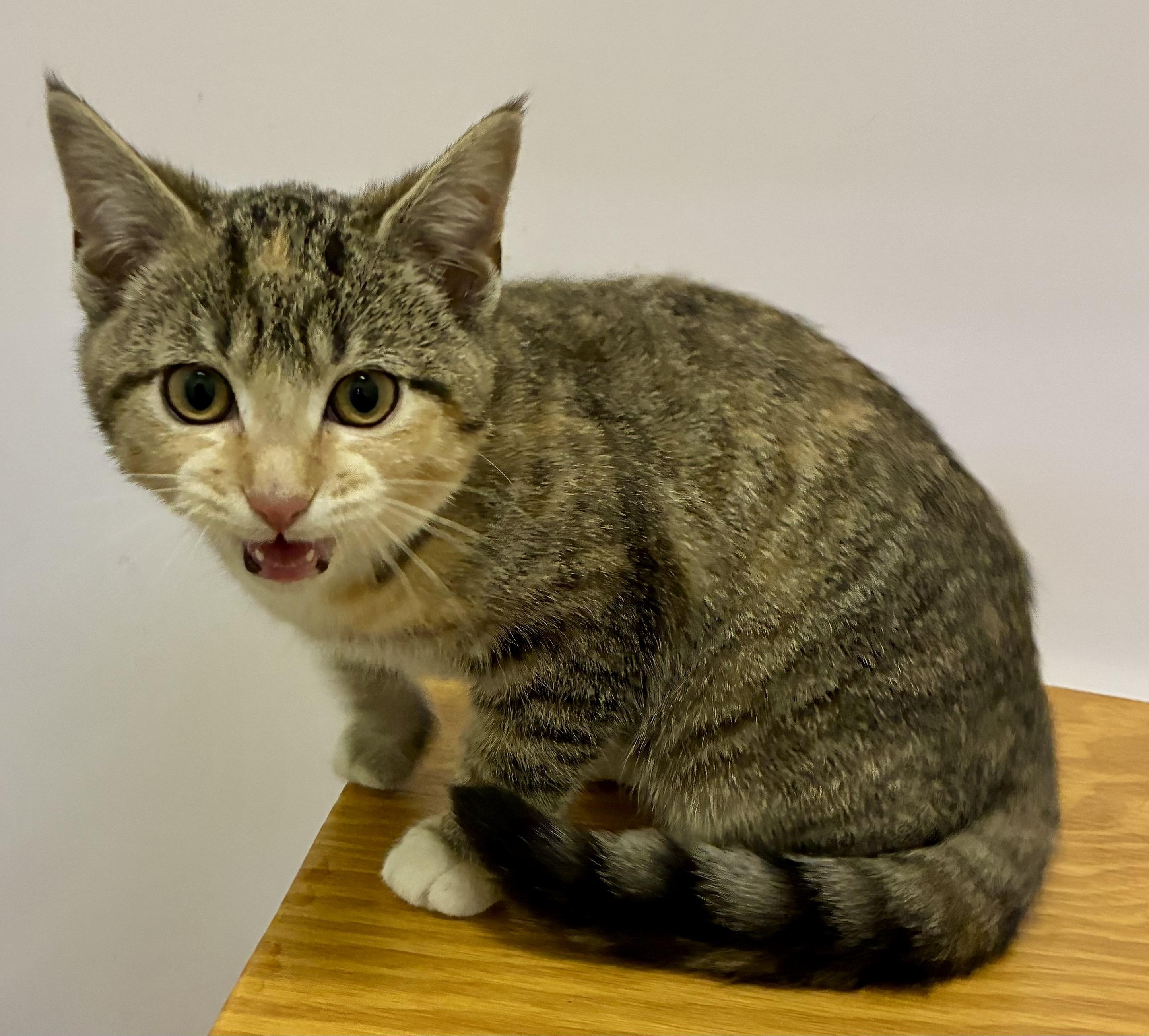 GINGERBREAD, an adopted mixed breed in Louisa, KY image 2/3