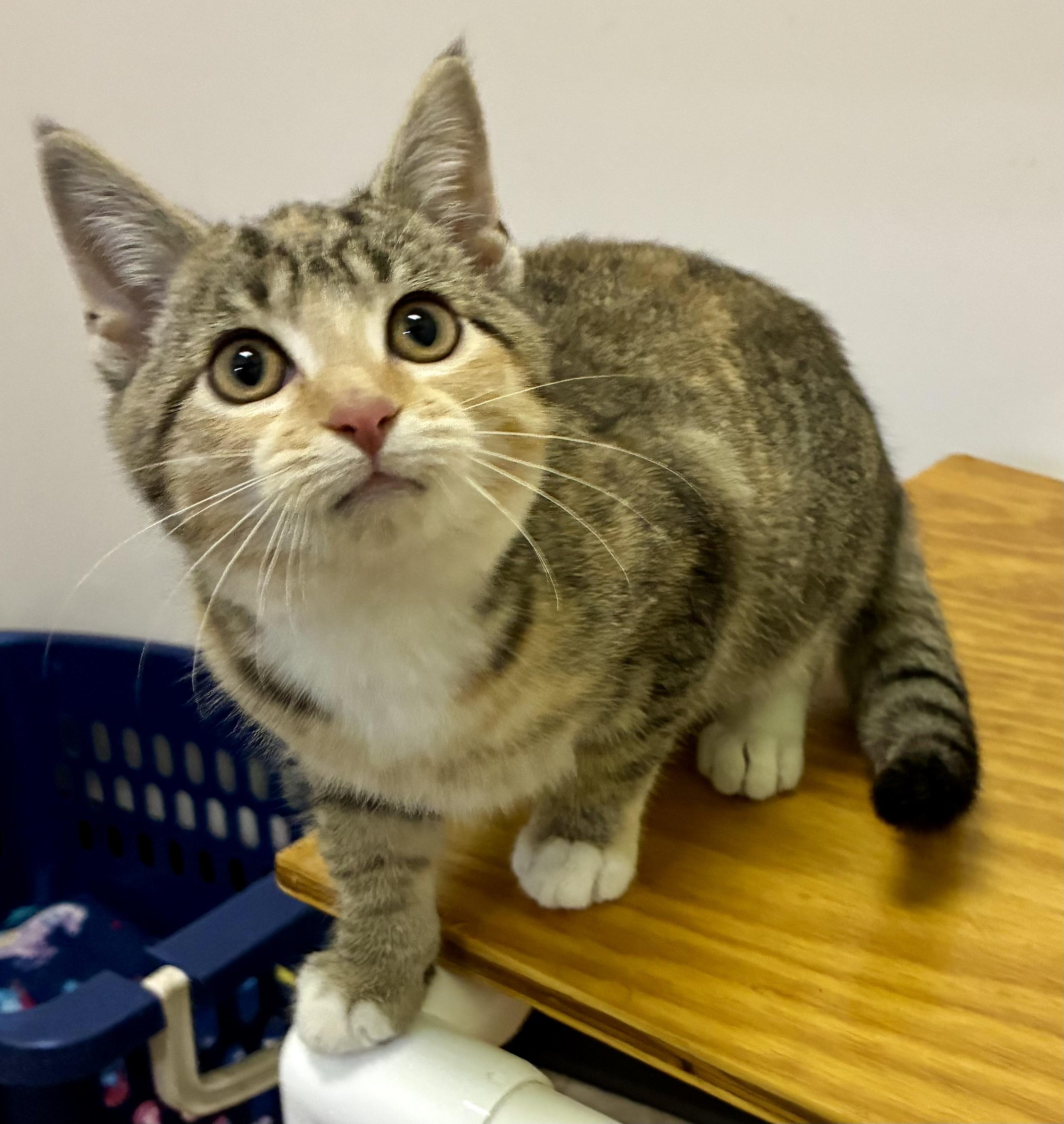 GINGERBREAD, an adopted mixed breed in Louisa, KY image 3/3