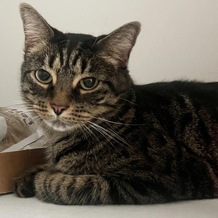 Lottie (reduced adoption fee), Adopted, Young Female Domestic Short Hair.