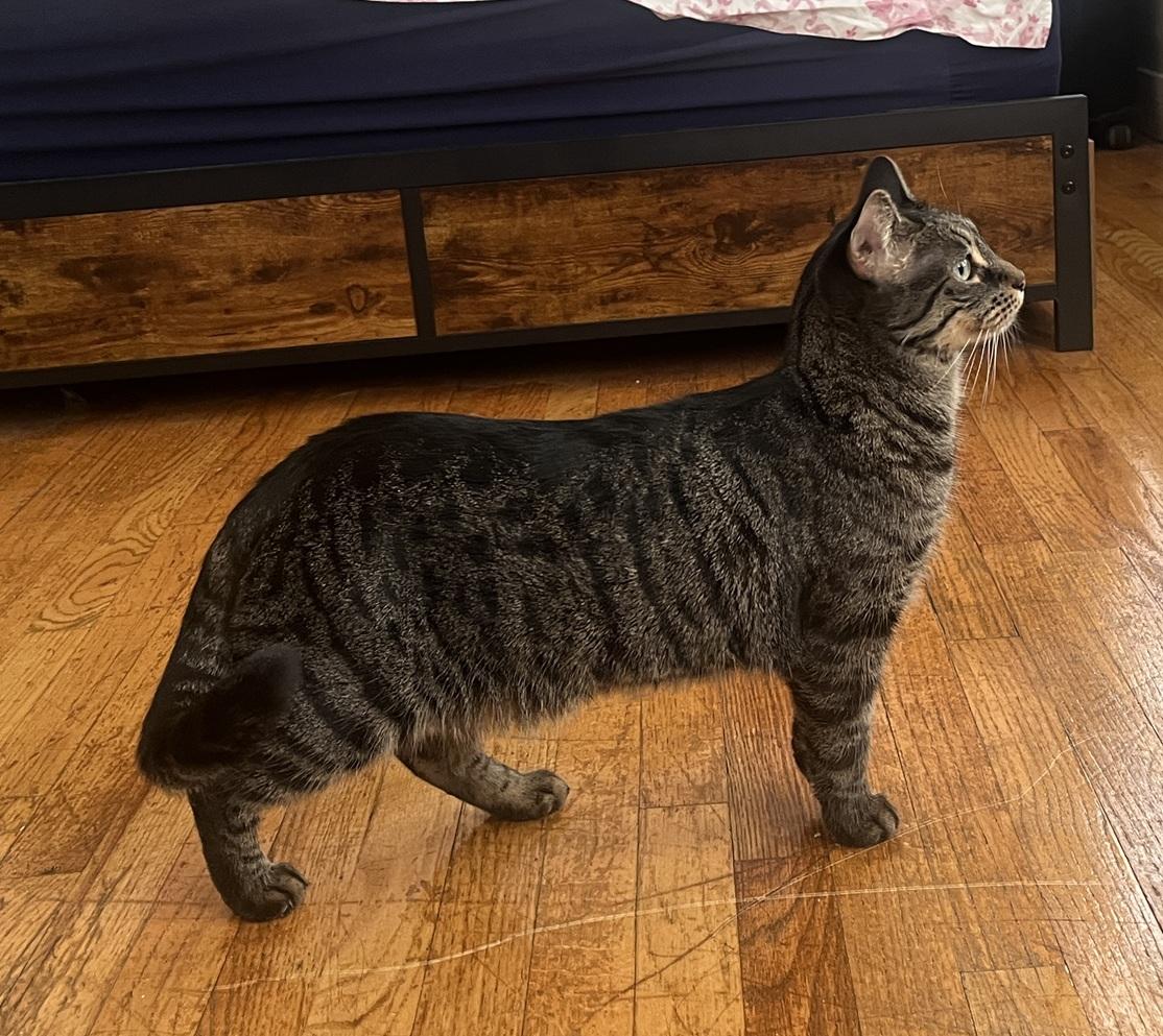 Enlarge Lottie (reduced adoption fee), a Adopted Domestic Short Hair in Melrose, MA image 4/4