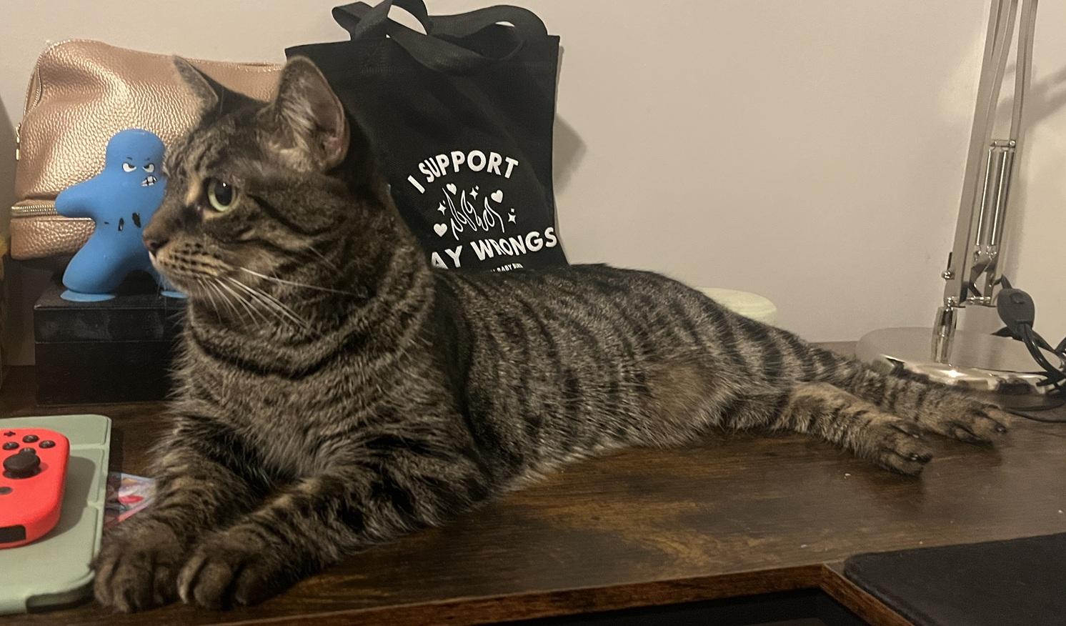 Enlarge Lottie (reduced adoption fee), a Adopted Domestic Short Hair in Melrose, MA image 3/4