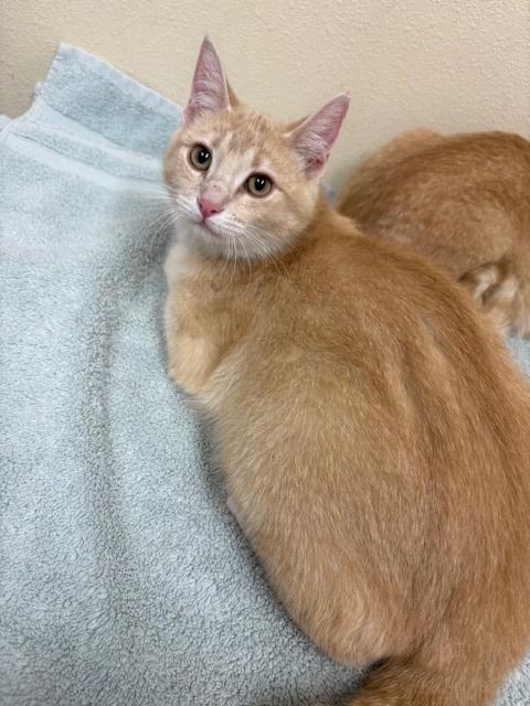 Talulla, a Adoptable mixed breed in Ladysmith, WI image 3/3