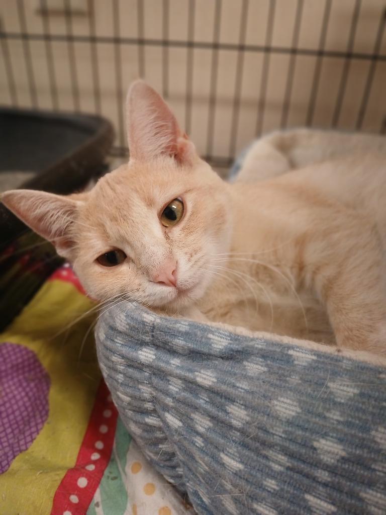 Talulla, a Adoptable mixed breed in Ladysmith, WI image 2/3