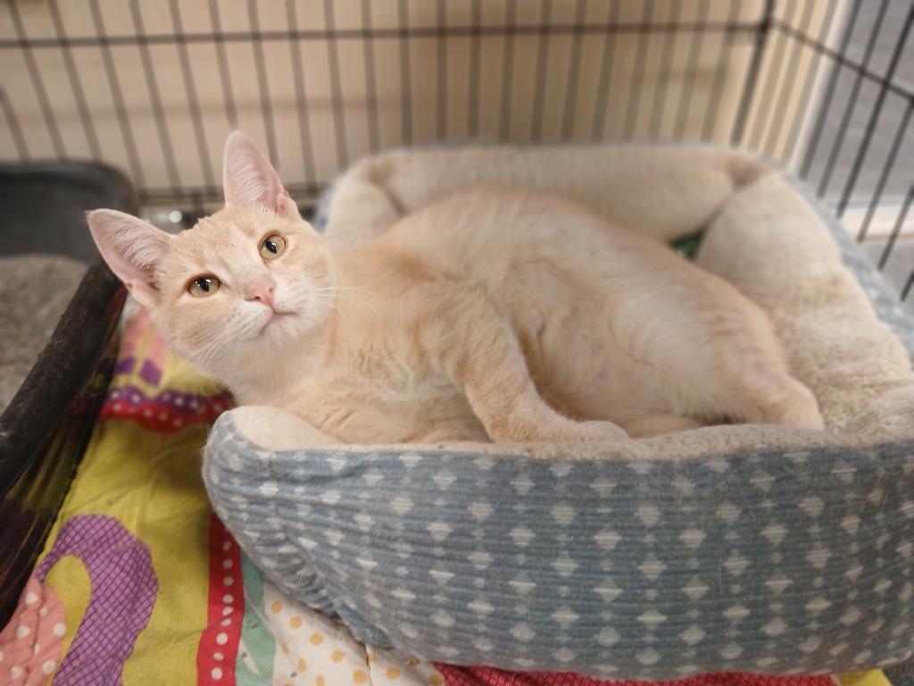 Talulla, Adoptable, Young Female Domestic Short Hair.