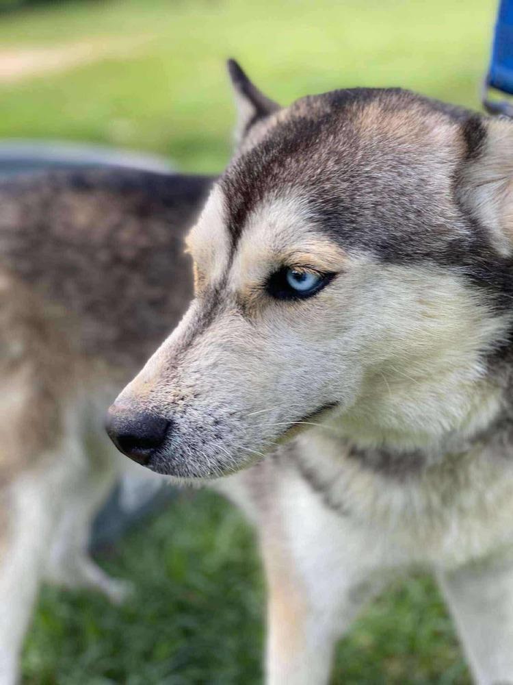 Coyote, an adoptable Siberian Husky in Hermantown, MN, 55811 | Photo Image 1