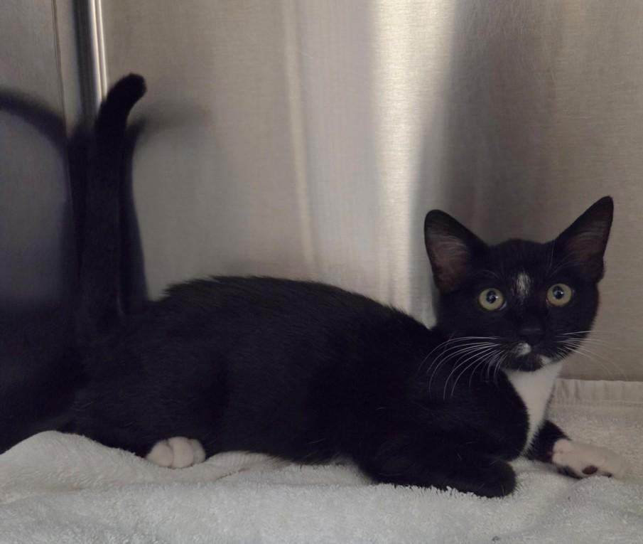 DIAMOND, Adoptable, Young Male Domestic Short Hair.