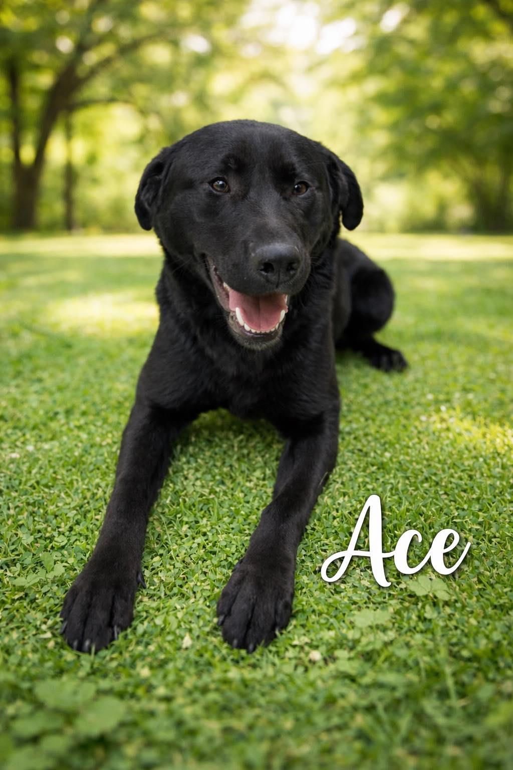Enlarge Pound Dog-Ace #18915 Courtesy Listing, a Adoptable Labrador Retriever in Rootstown, OH image 1/3