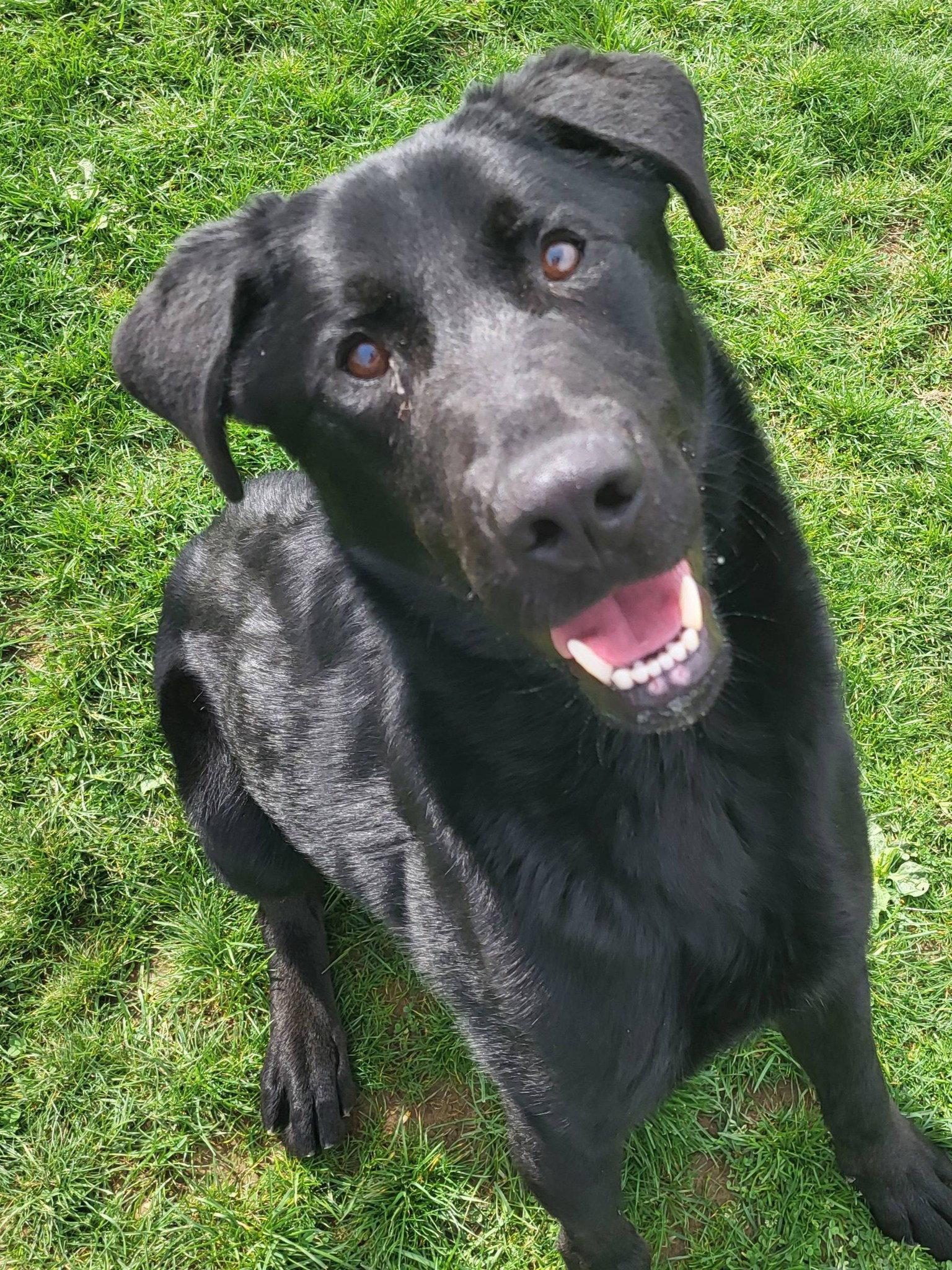 Enlarge Pound Dog-Ace #18915 Courtesy Listing, a Adoptable Labrador Retriever in Rootstown, OH image 2/3