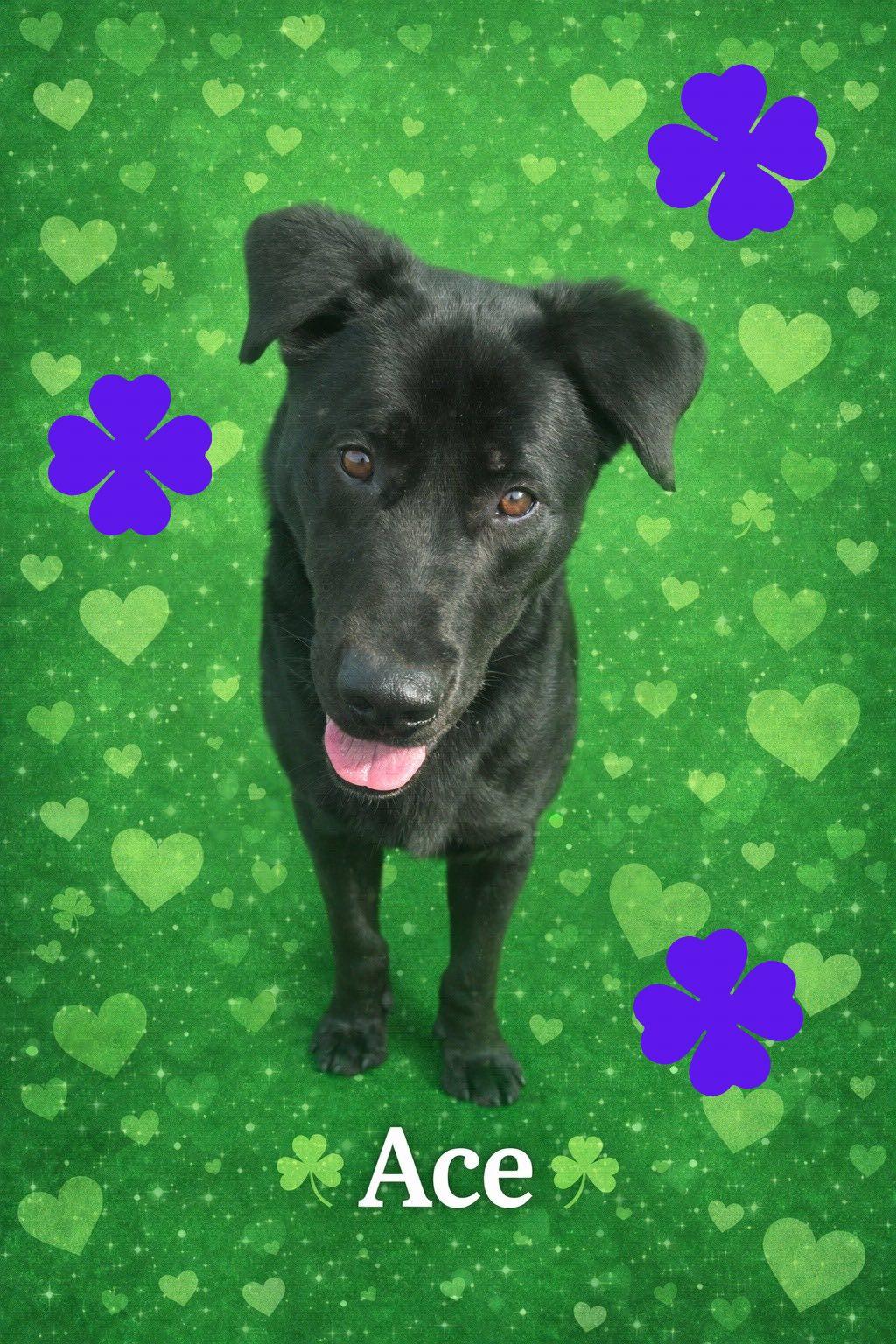 Enlarge Pound Dog-Ace #18915 Courtesy Listing, a Adoptable Labrador Retriever in Rootstown, OH image 3/3