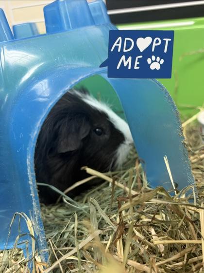 Enlarge Medic, a Adoptable mixed breed in Lowell, MA image 1/1