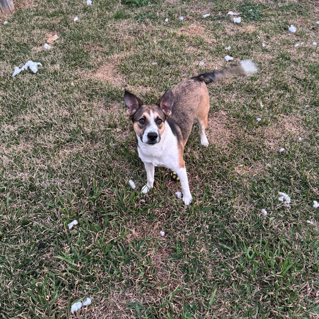 Blaze, a Adoptable mixed breed in Houston, TX image 1/6