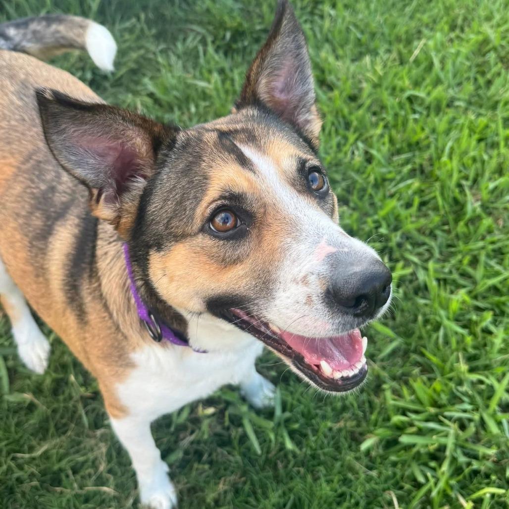 Blaze, a Adoptable mixed breed in Houston, TX image 2/6