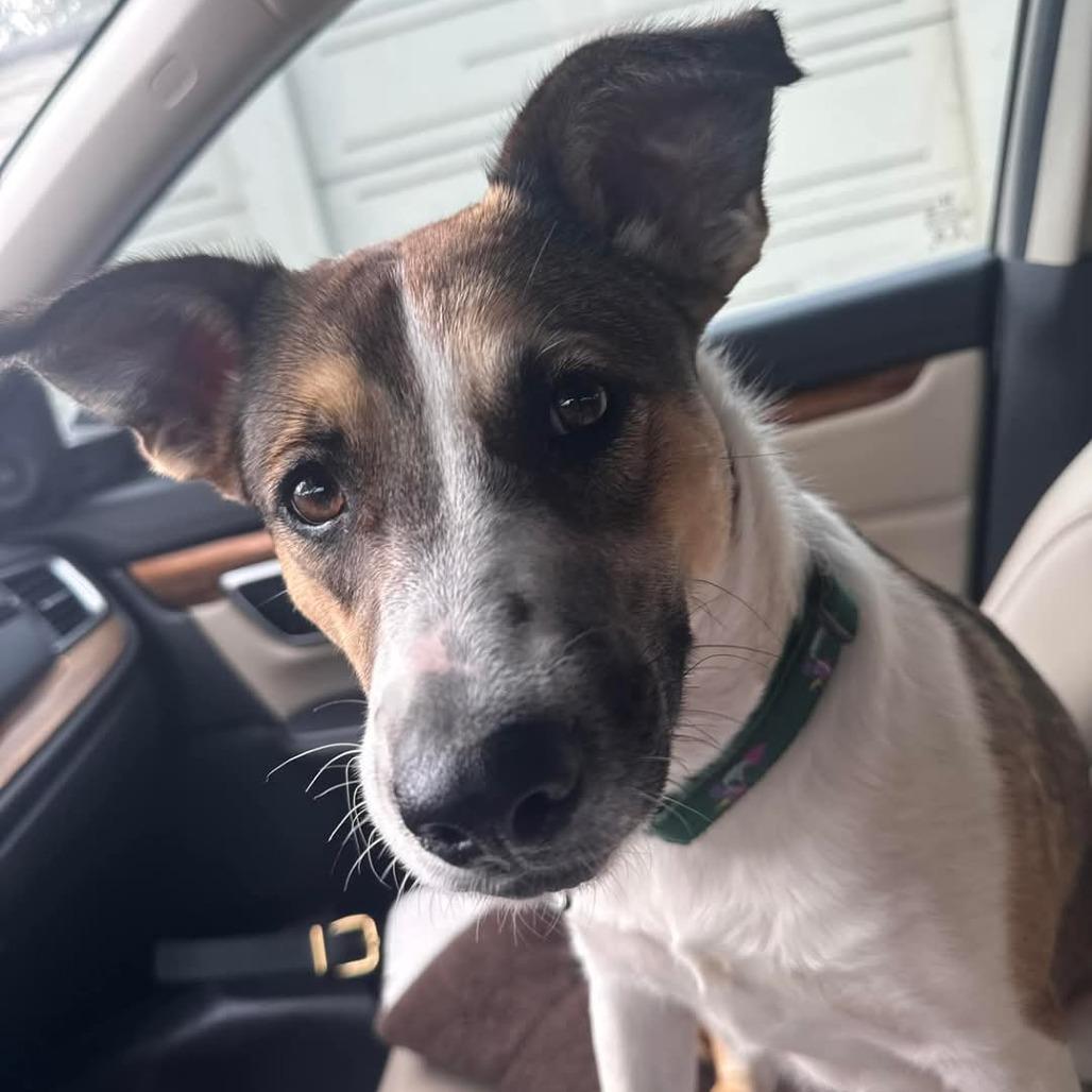 Blaze, a Adoptable mixed breed in Houston, TX image 2/6