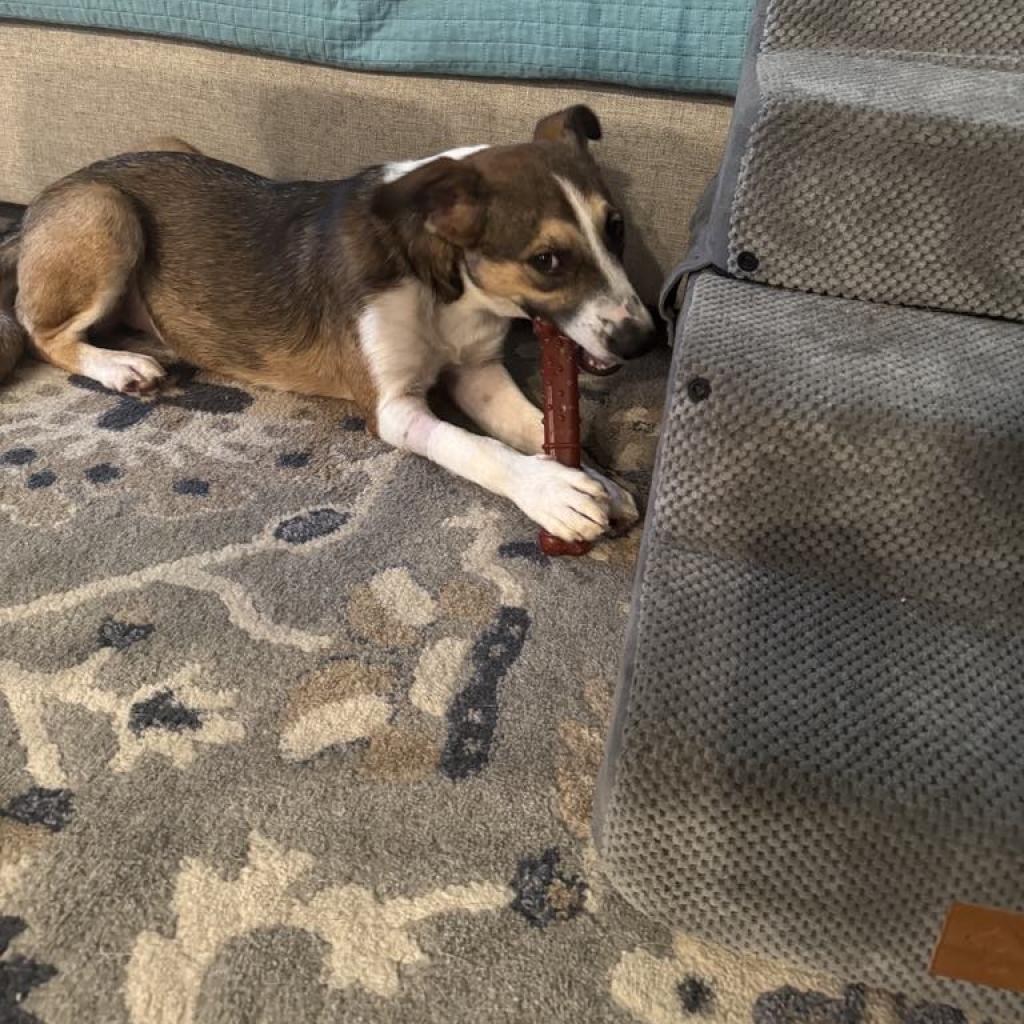 Blaze, a Adoptable mixed breed in Houston, TX image 3/6