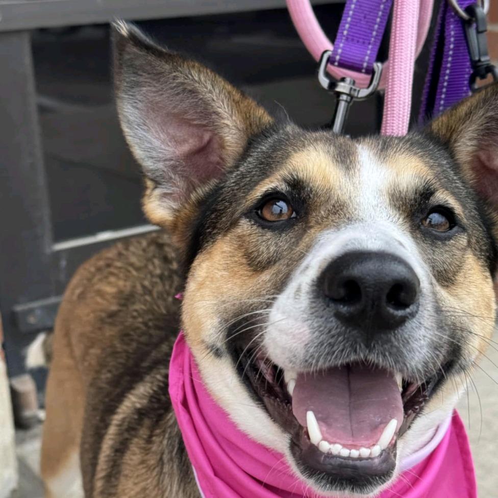 Blaze, a Adoptable mixed breed in Houston, TX image 4/6