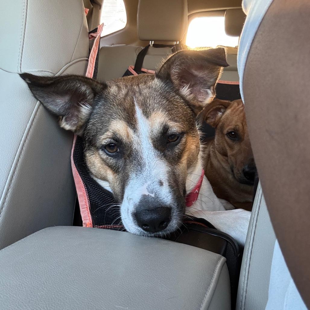 Blaze, a Adoptable mixed breed in Houston, TX image 5/6