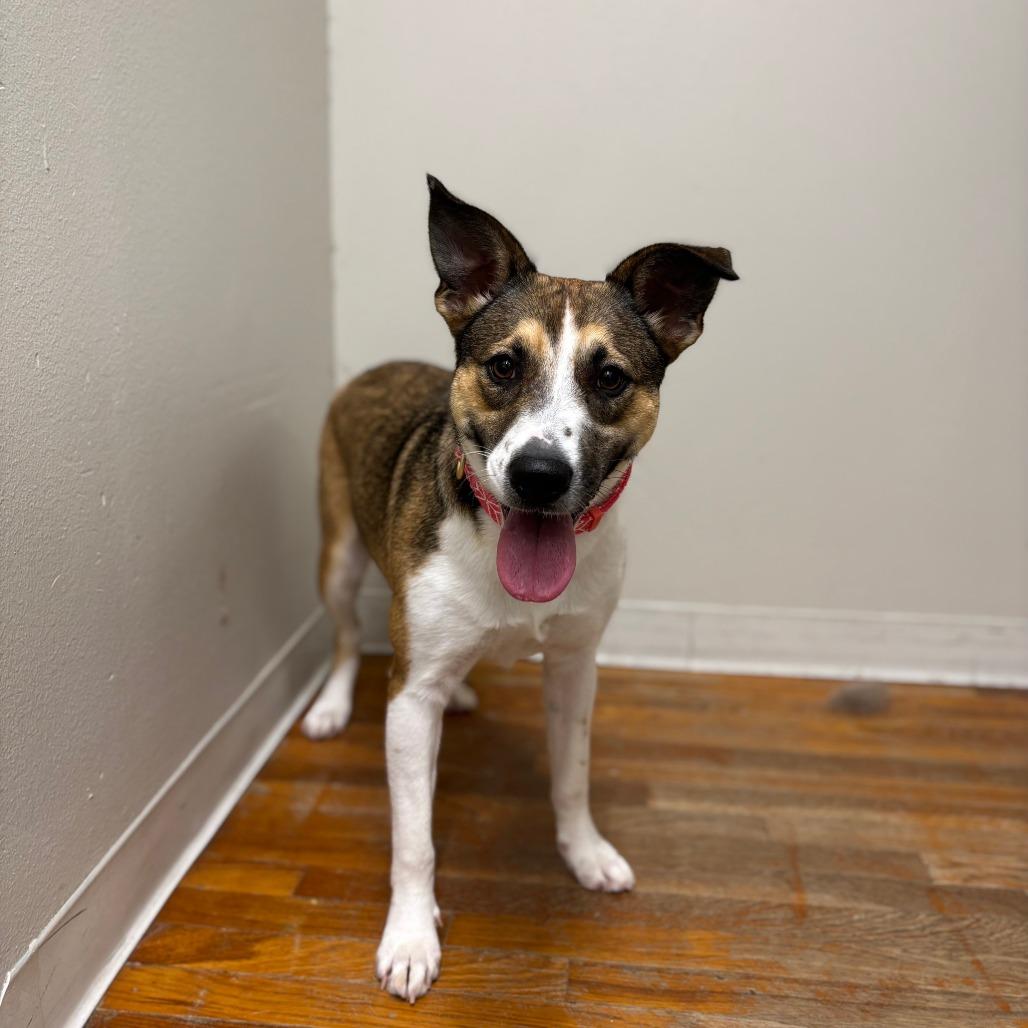 Blaze, a Adoptable mixed breed in Houston, TX image 6/6