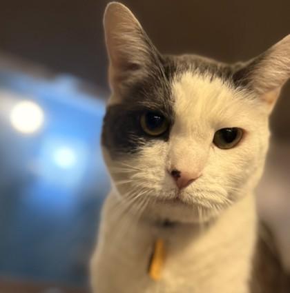 Enlarge Geralt- BONDED TO NALA, a ADOPTABLE Domestic Short Hair in Stanwood, WA image 1/1