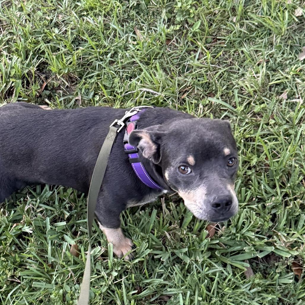 Enlarge Darla, a Adoptable mixed breed in Merritt Island, FL image 2/5