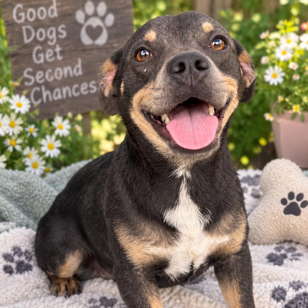 Enlarge Darla, a Adoptable mixed breed in Merritt Island, FL image 3/5