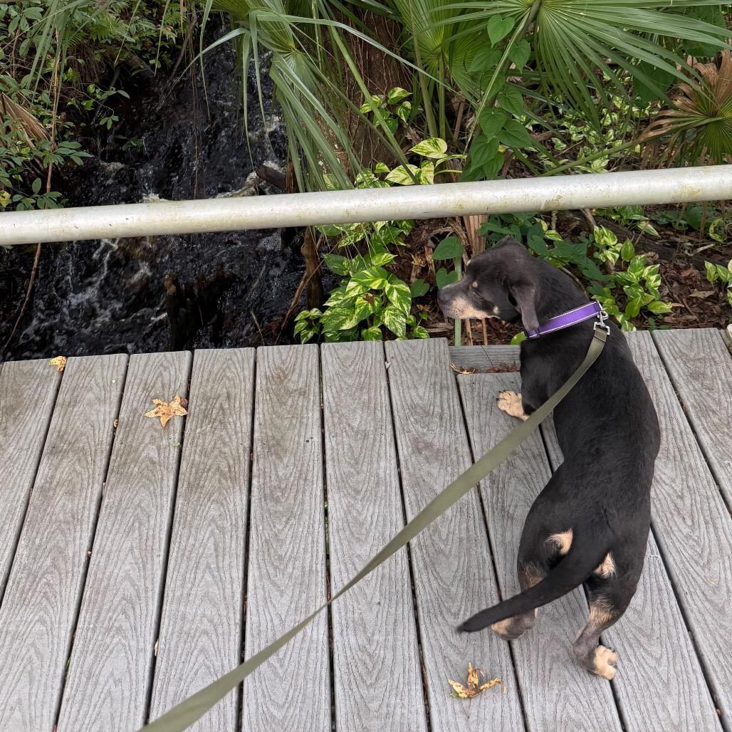 Enlarge Darla, a Adoptable mixed breed in Merritt Island, FL image 4/5