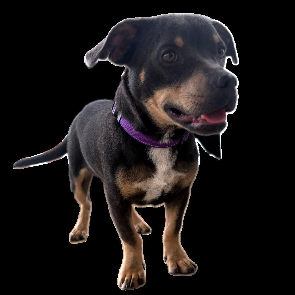 Enlarge Darla, a Adoptable mixed breed in Merritt Island, FL image 5/5