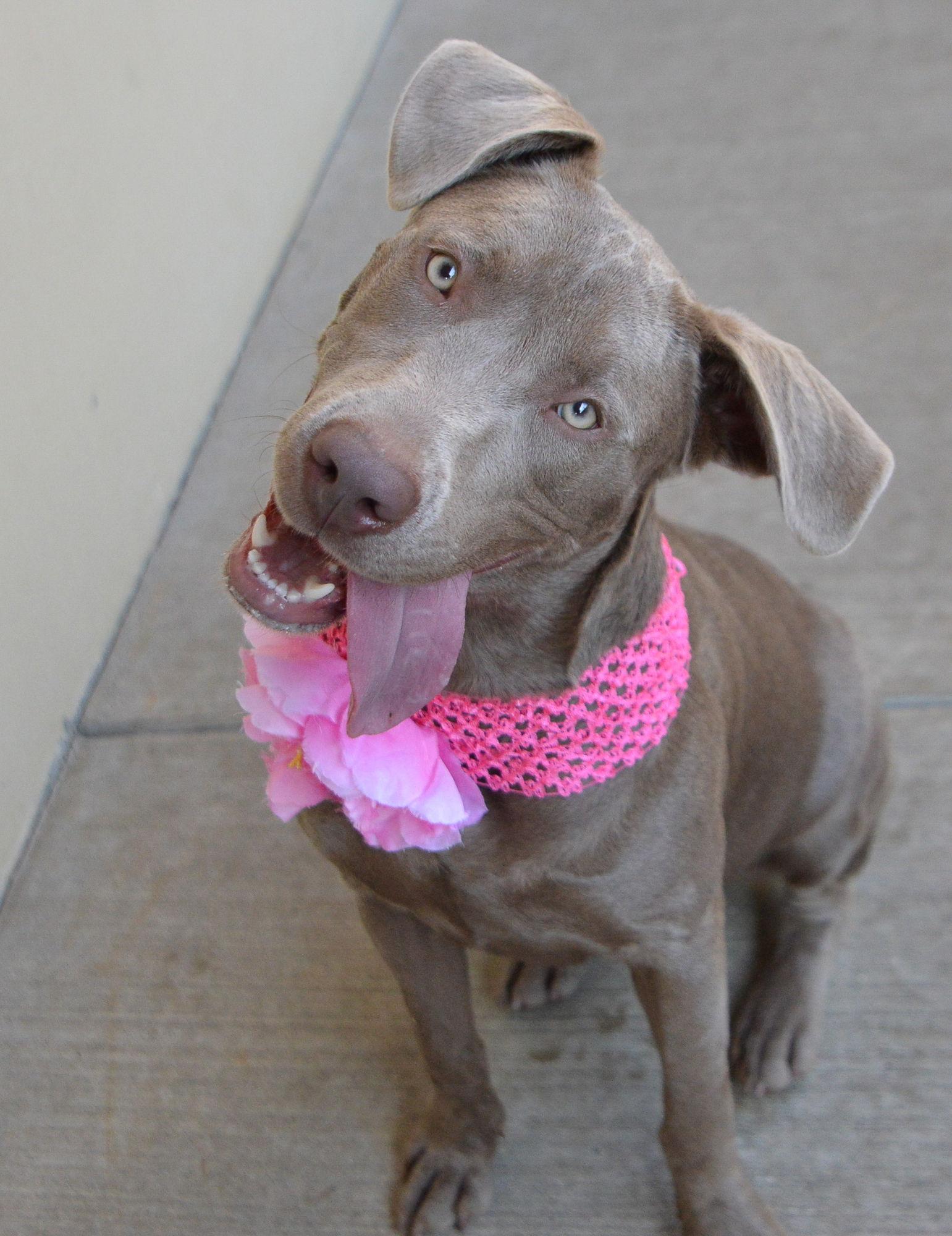 Enlarge Acadia, a Adoptable Pit Bull Terrier in McKinney, TX image 1/3
