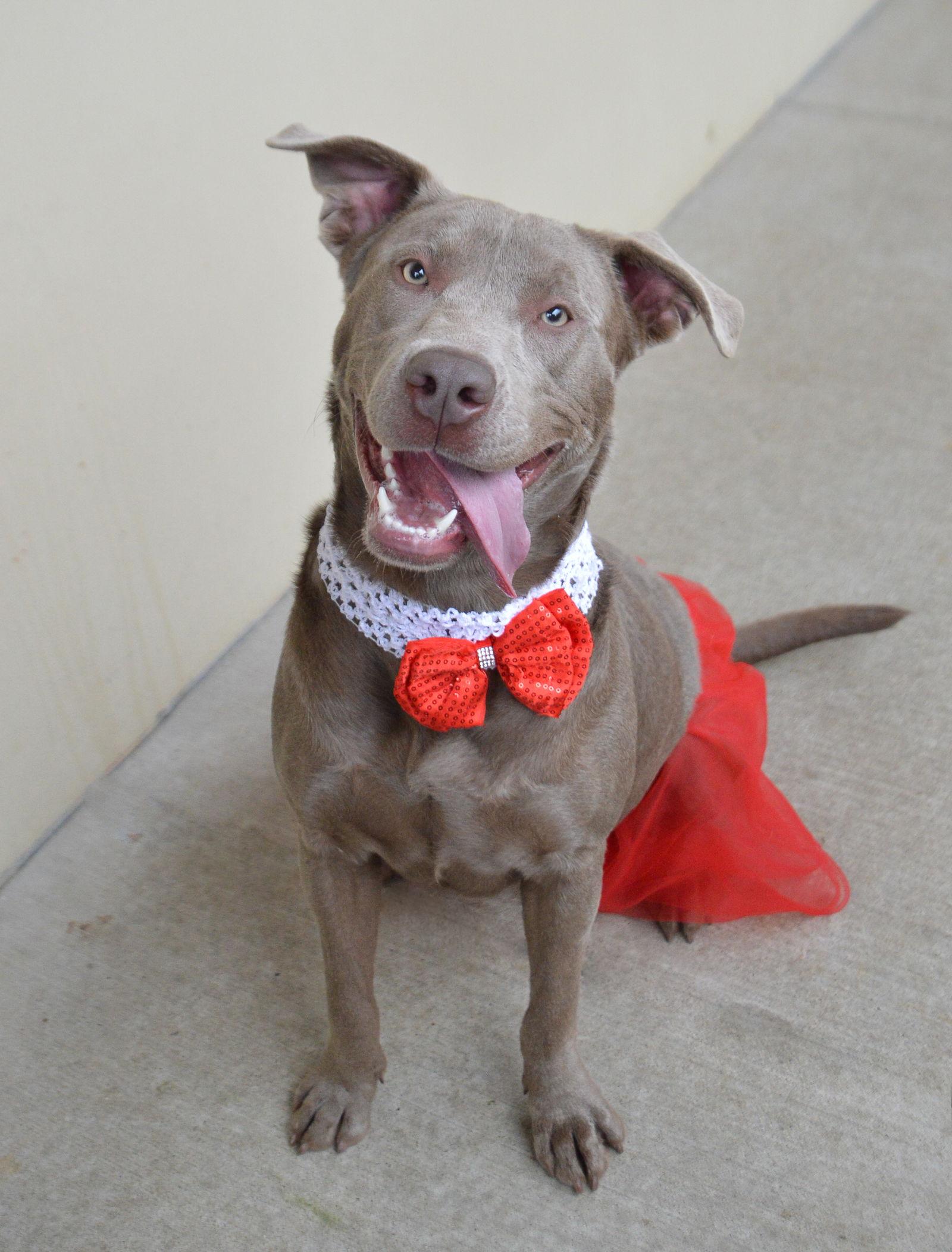 Enlarge Acadia, a Adoptable Pit Bull Terrier in McKinney, TX image 2/3