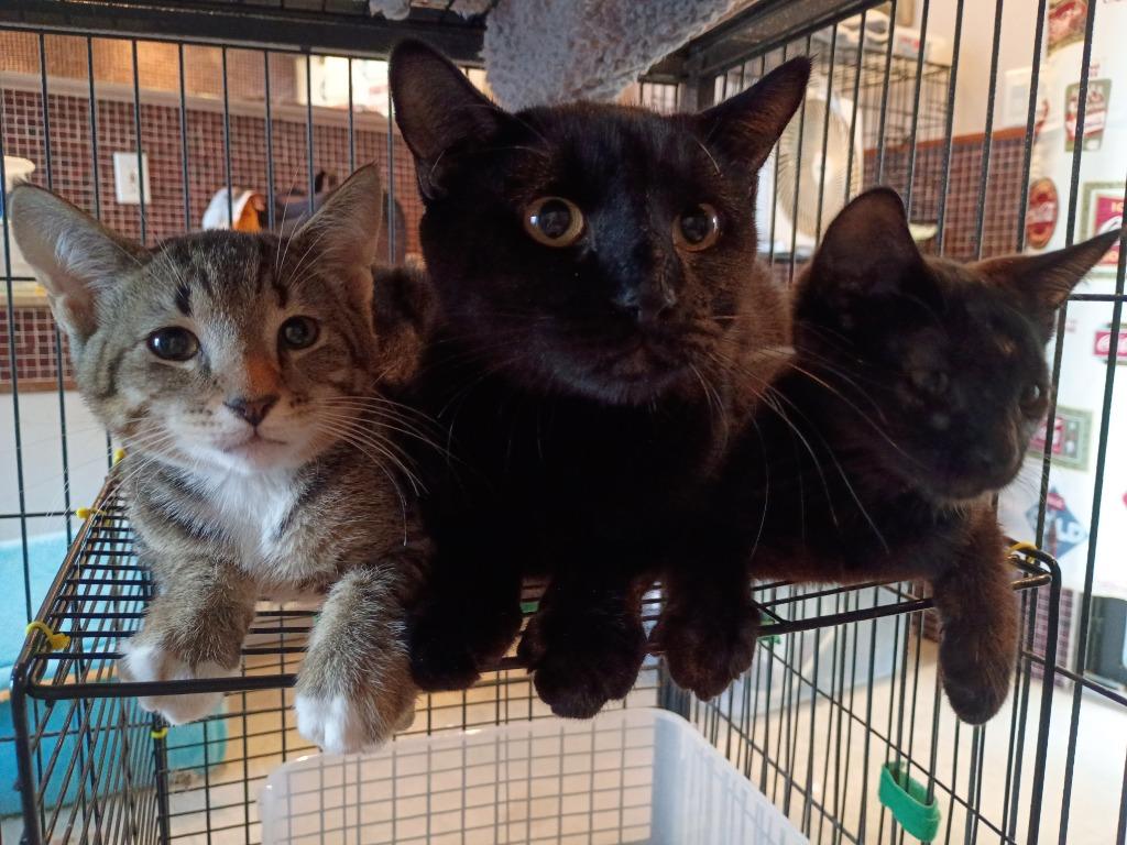 Faith- black, Adoptable, Young Female Domestic Short Hair.