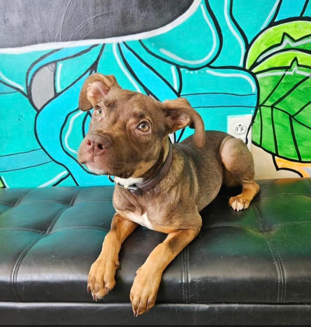 DIONNE. tinycauseadopt@gmail.com