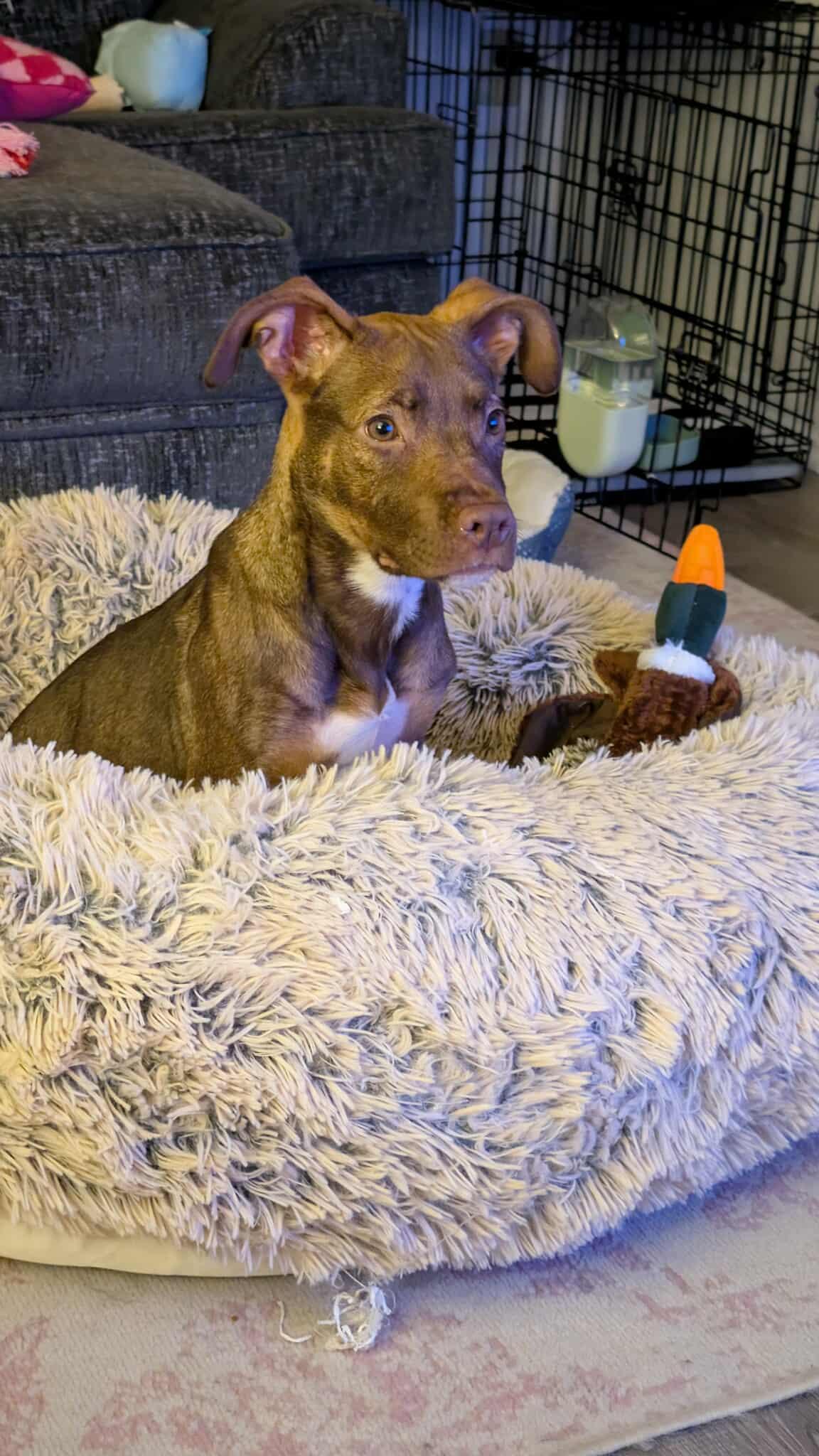DIONNE. tinycauseadopt@gmail.com
