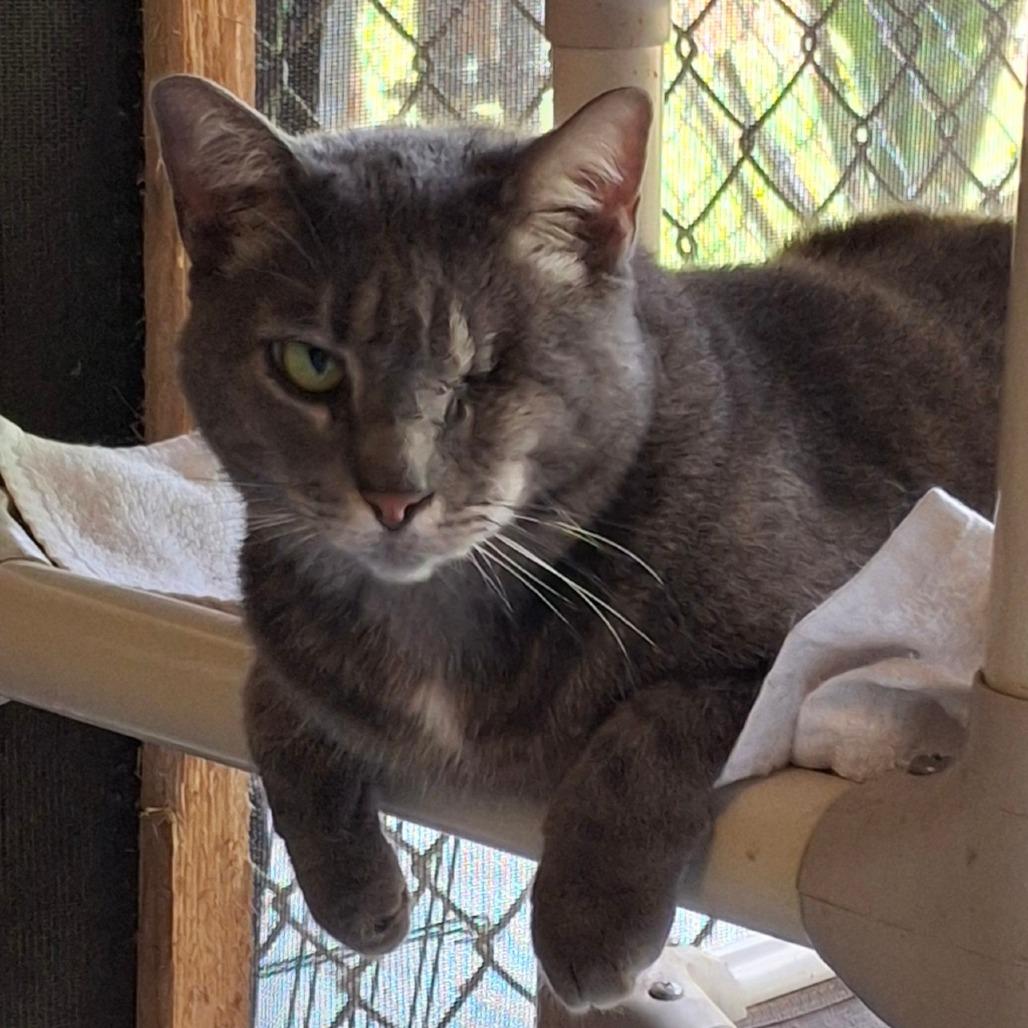Enlarge Cardinal, a Adoptable Domestic Short Hair in Titusville, FL image 3/4
