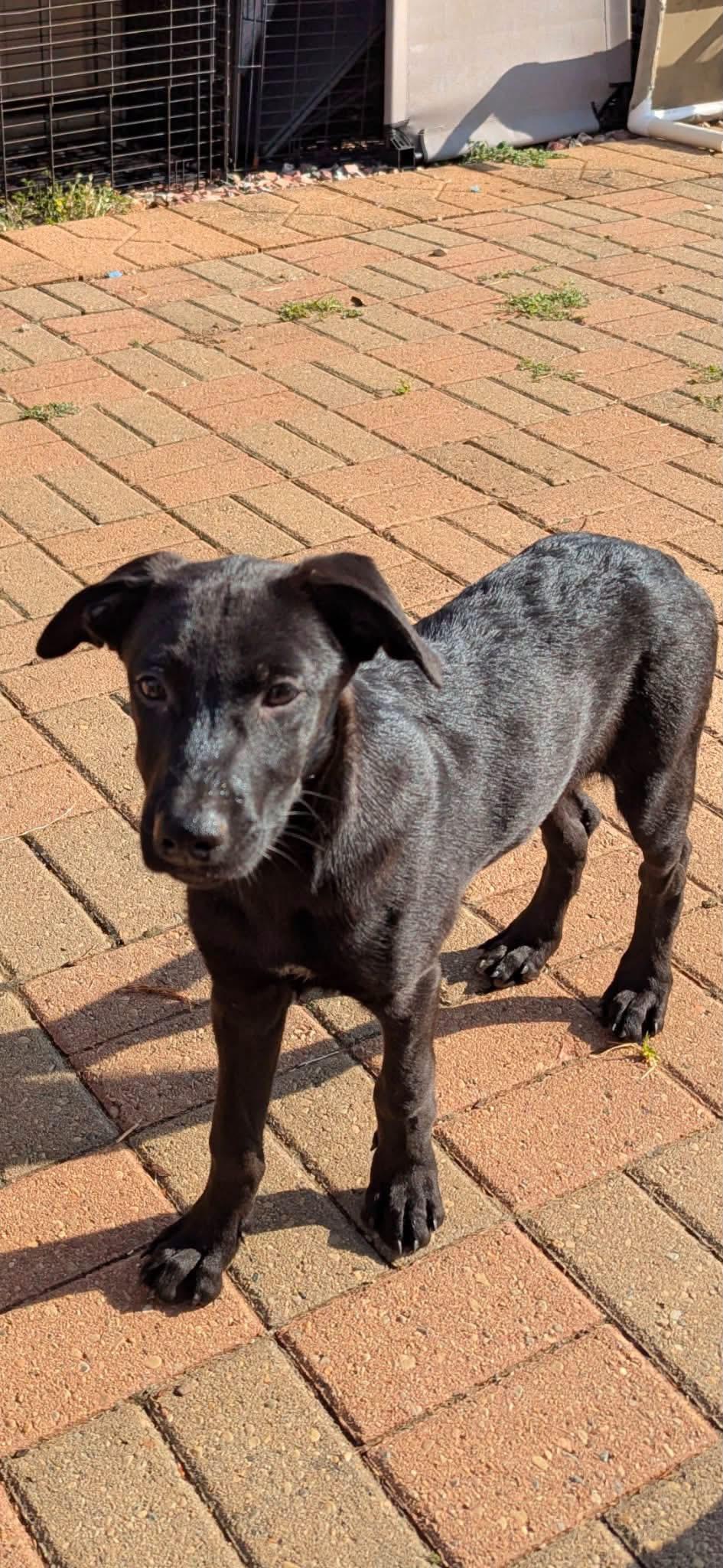 Adelle, Adoptable, Puppy Female Black Labrador Retriever.