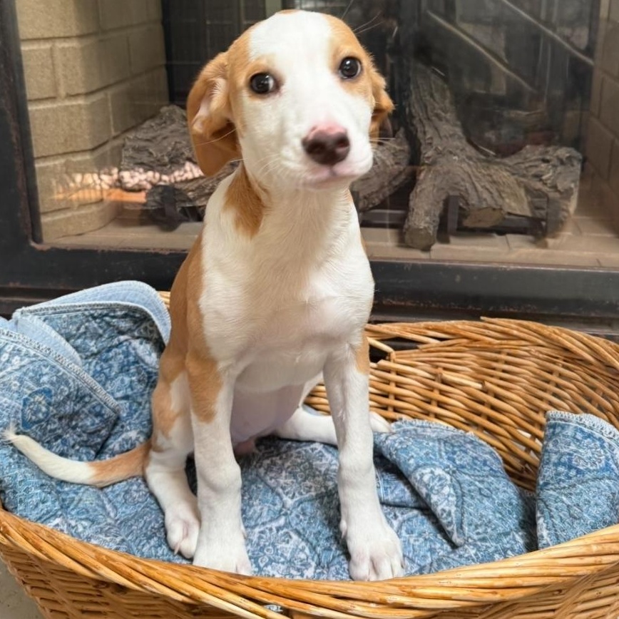 Livy, an adoptable Beagle & Hound Mix in Lindenhurst, NY_image-1