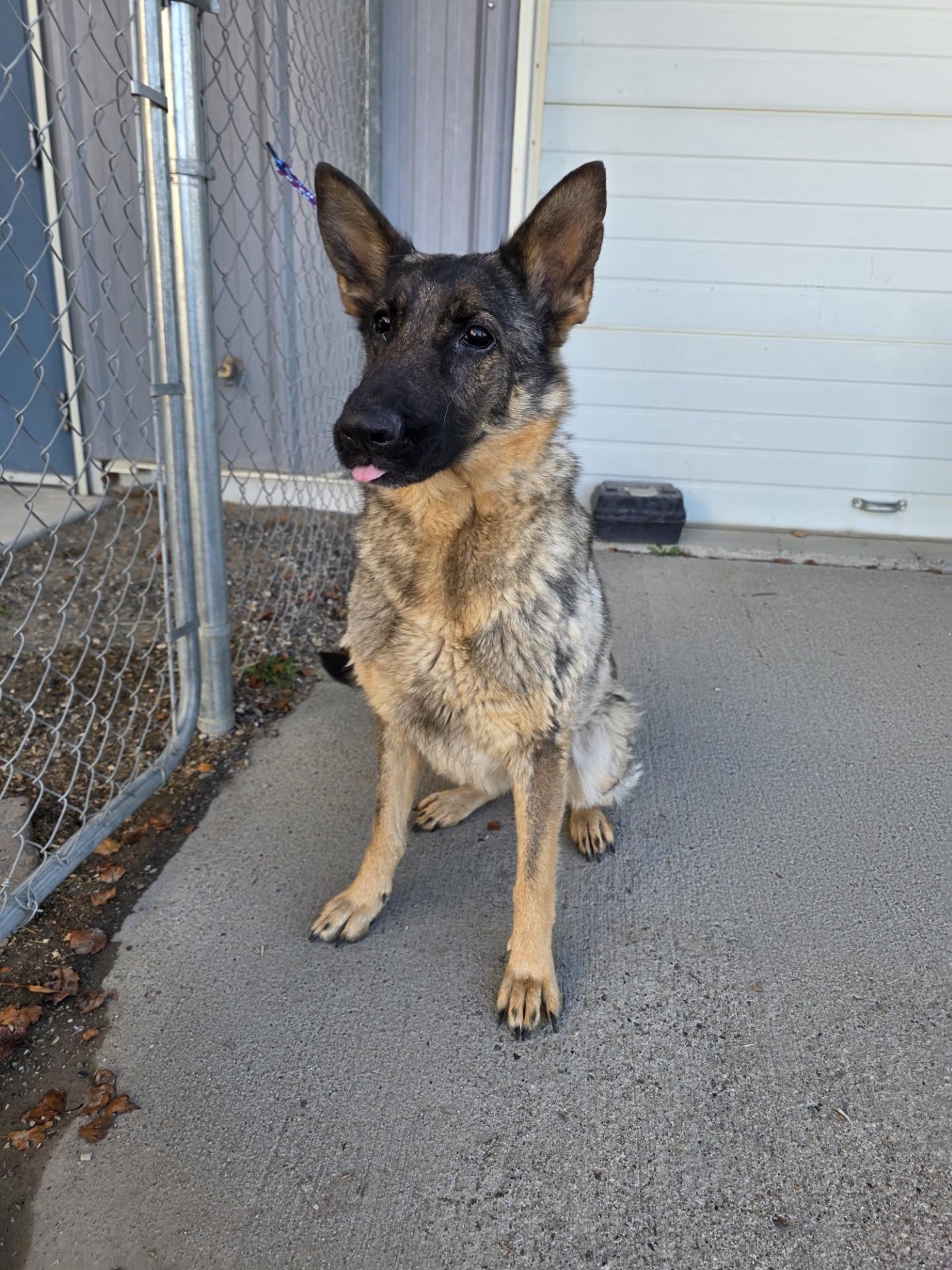 61966996, Adoptable, Adult Female German Shepherd Dog.