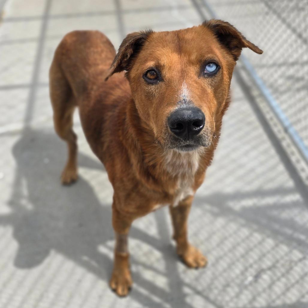 Enlarge Rowan Whitethorn, a Adoptable Mixed Breed in Columbia, MO image 1/6