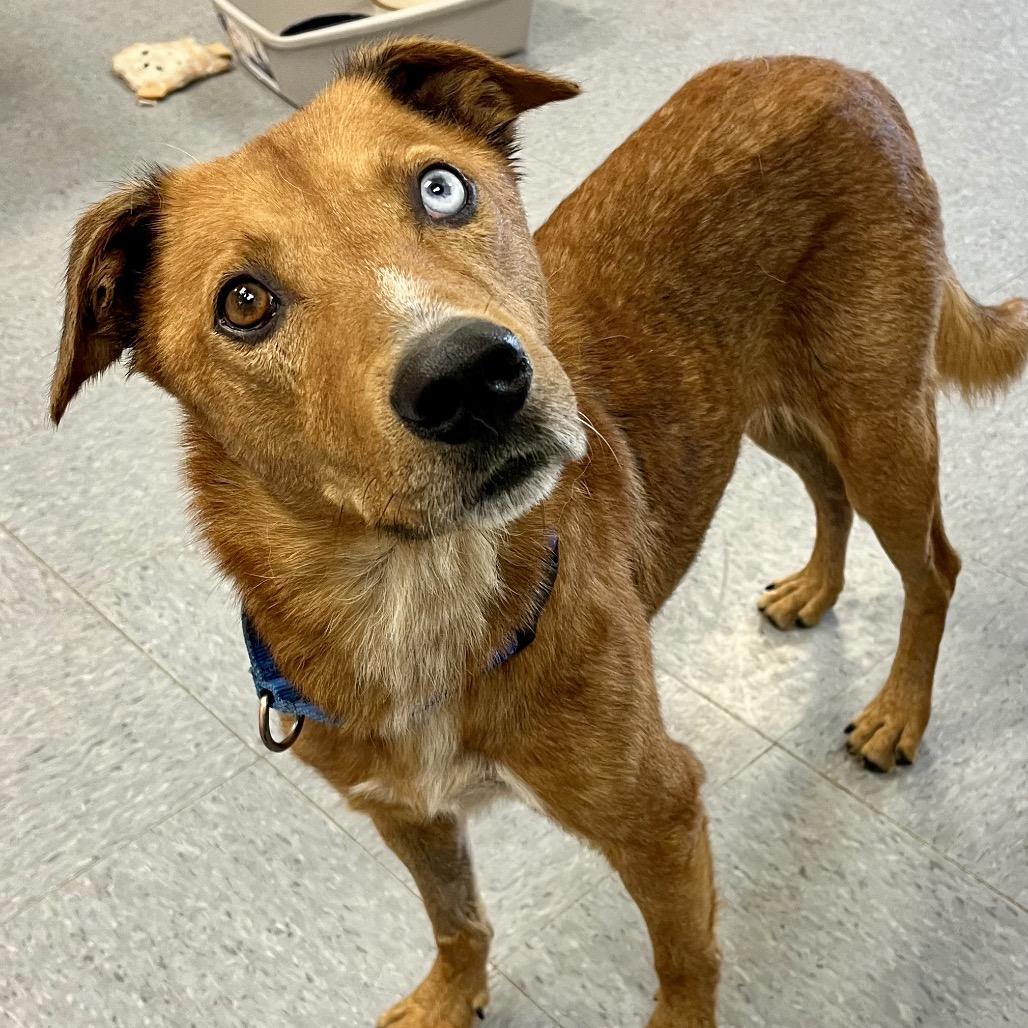 Enlarge Rowan Whitethorn, a Adoptable Mixed Breed in Columbia, MO image 2/6