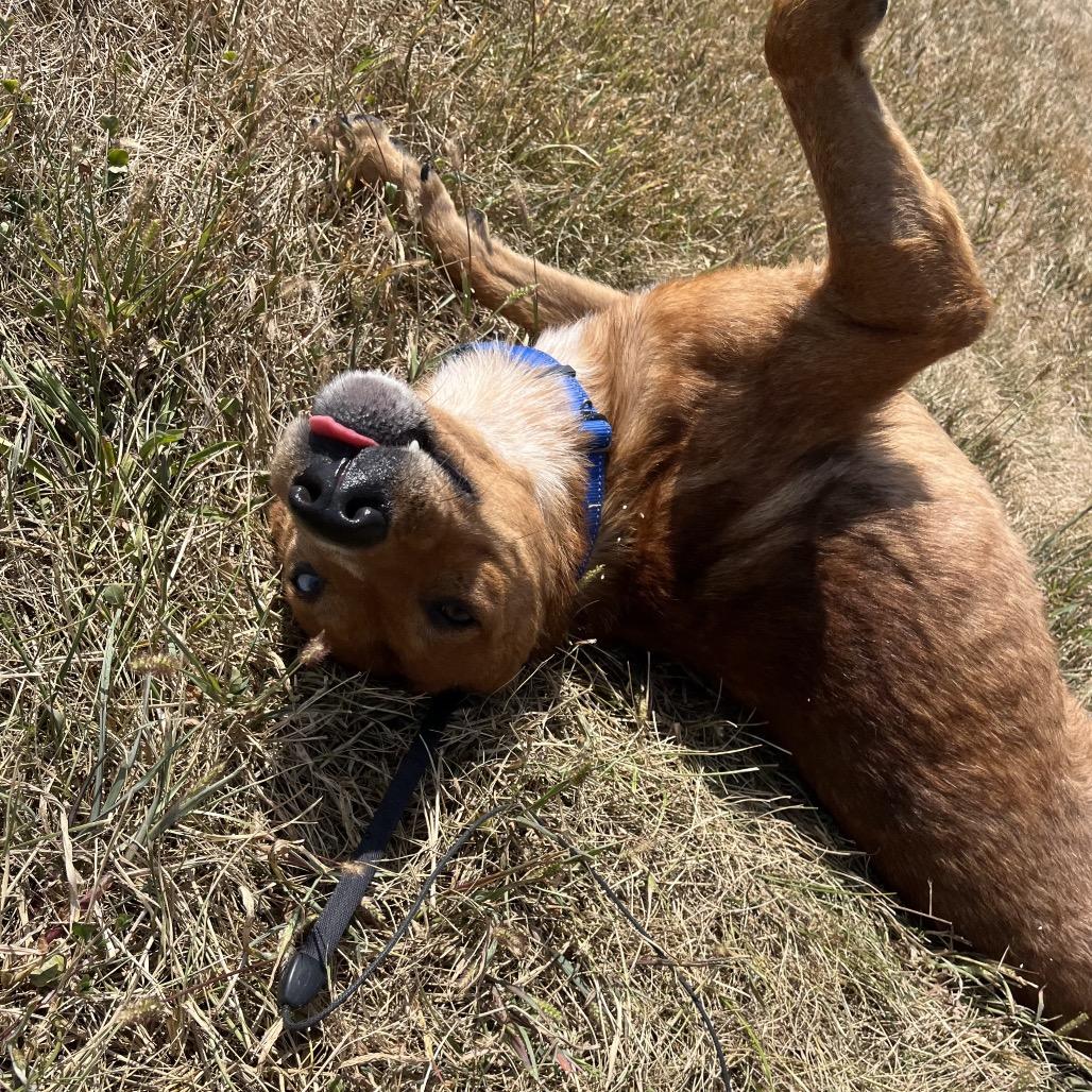 Enlarge Rowan Whitethorn, a Adoptable Mixed Breed in Columbia, MO image 3/6