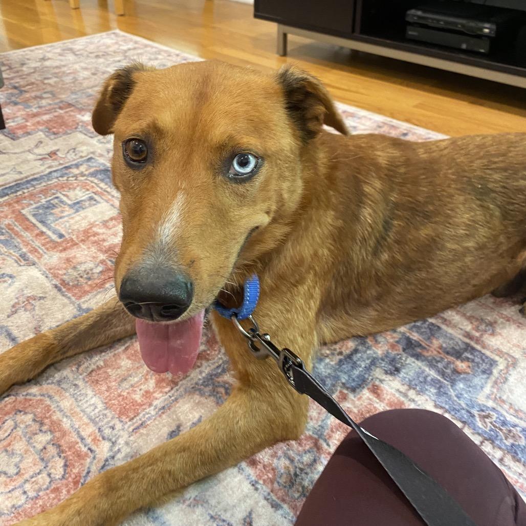 Enlarge Rowan Whitethorn, a Adoptable Mixed Breed in Columbia, MO image 5/6