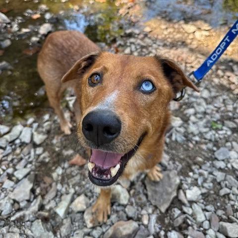 Enlarge Rowan Whitethorn, a Adoptable Mixed Breed in Columbia, MO image 6/6
