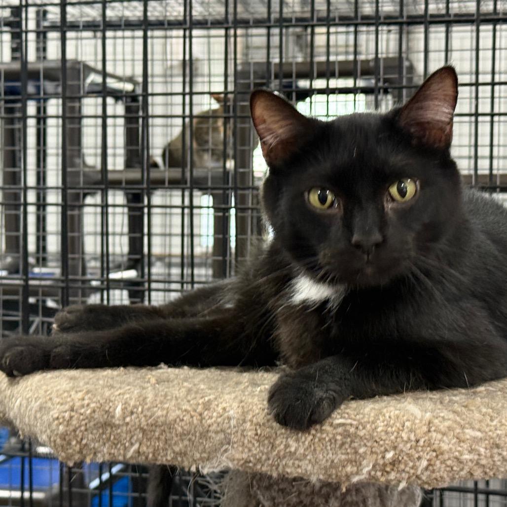 Enlarge Smokey, a Adoptable Domestic Short Hair in Tipton, IA image 1/2