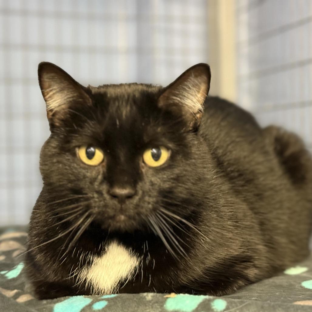 Enlarge Smokey, a Adoptable Domestic Short Hair in Tipton, IA image 2/2